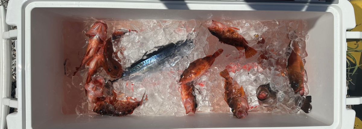 一休丸@城ヶ島さんの釣果 2枚目の画像