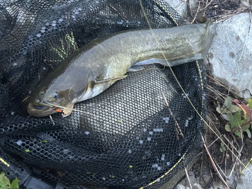 ナマズの釣果