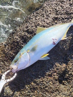 ワカシの釣果
