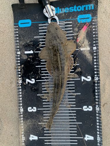 マゴチの釣果