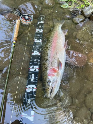 ニジマスの釣果