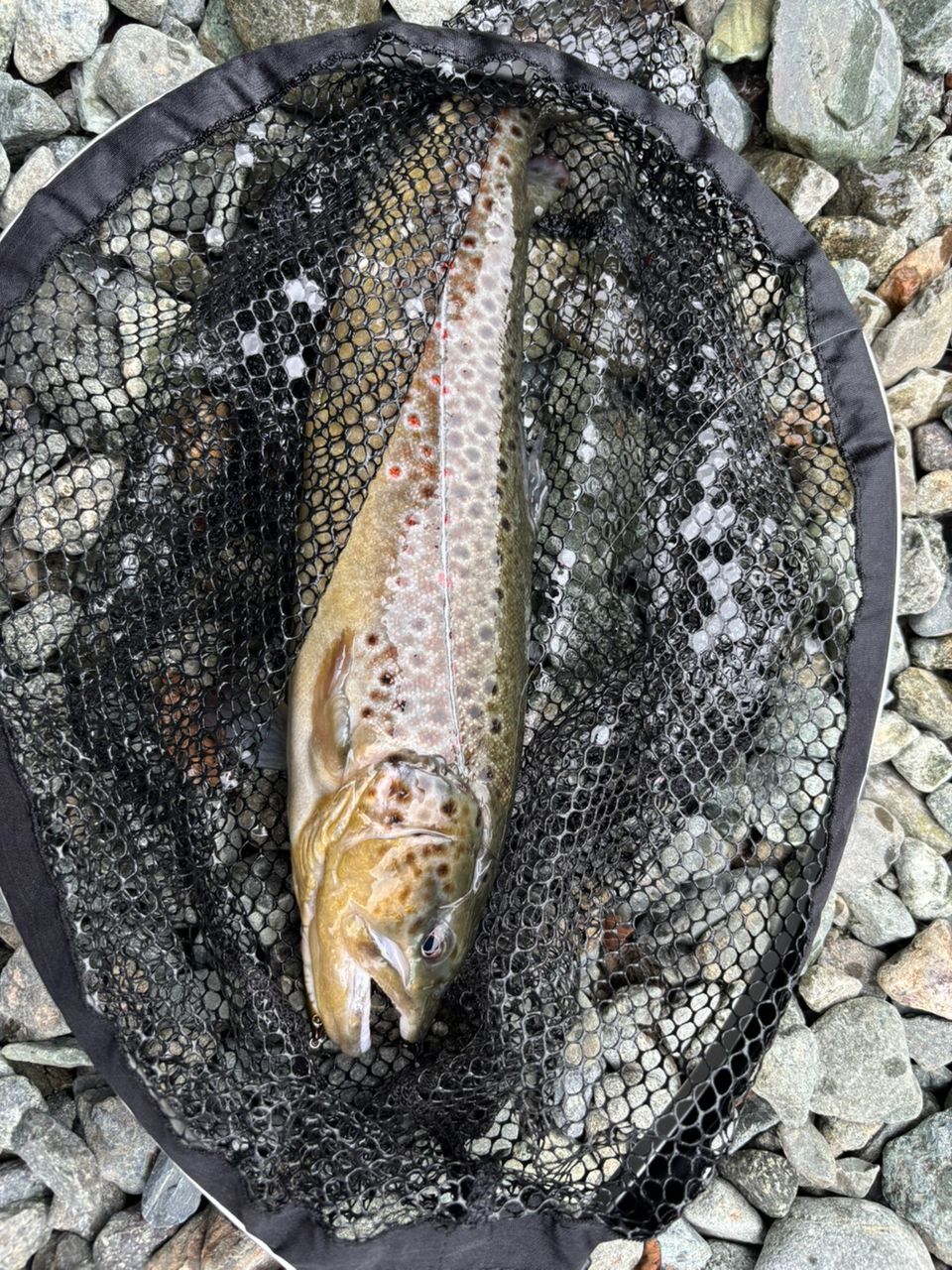 ブラウントラウト