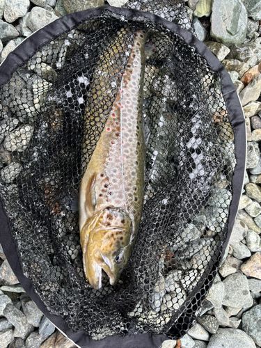 ブラウントラウトの釣果