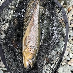 ブラウントラウト