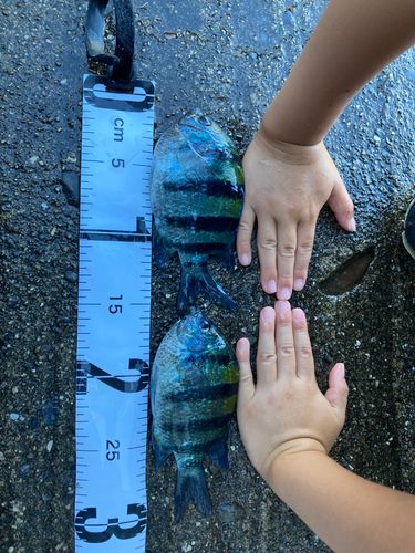 オヤビッチャの釣果
