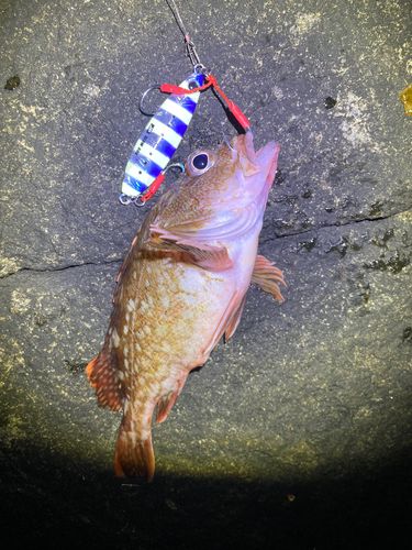 カサゴの釣果