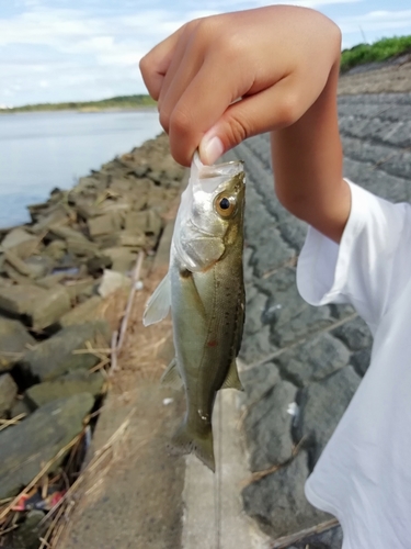 セイゴ（ヒラスズキ）の釣果