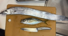 タチウオの釣果