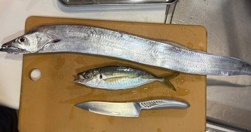 タチウオの釣果