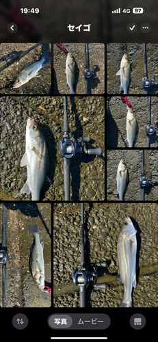 シーバスの釣果