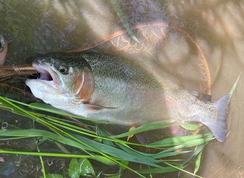 ニジマスの釣果
