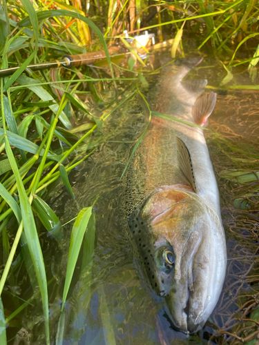 ニジマスの釣果