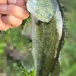 ラージマウスバス