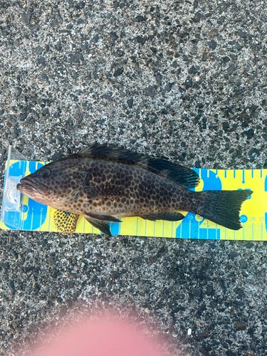 オオモンハタの釣果