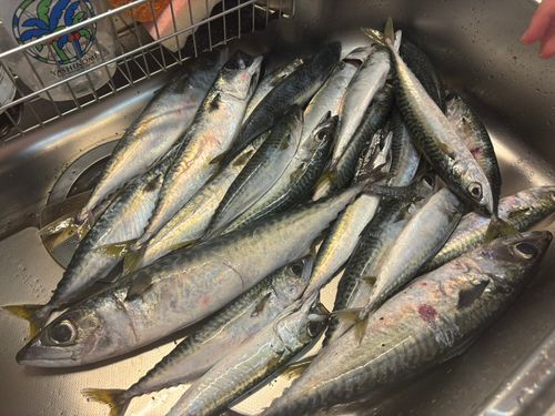 サバの釣果