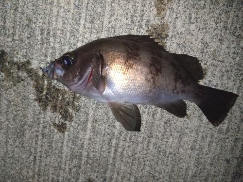 クロメバルの釣果