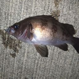 クロメバル