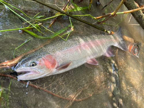 ニジマスの釣果