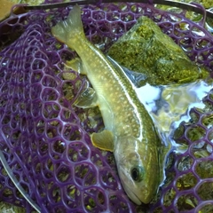 イワナの釣果
