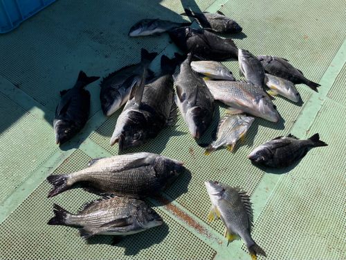 チヌの釣果