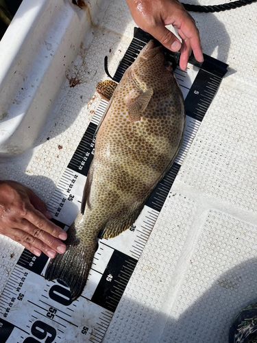 オオモンハタの釣果
