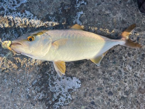ショゴの釣果