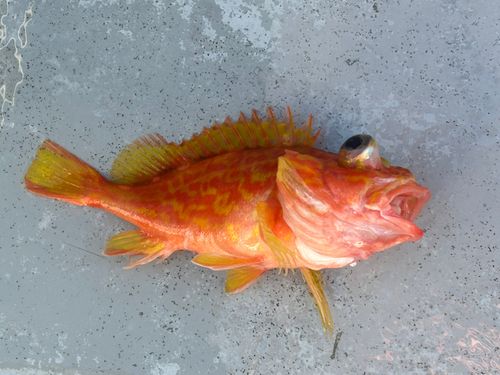 オニカサゴの釣果