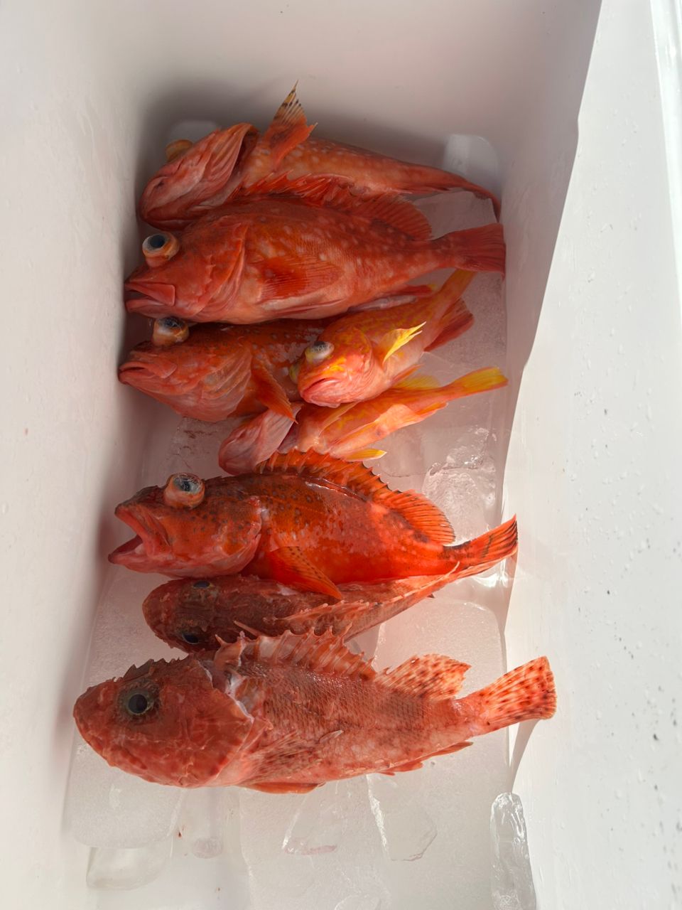 たけしハイさんの釣果 2枚目の画像