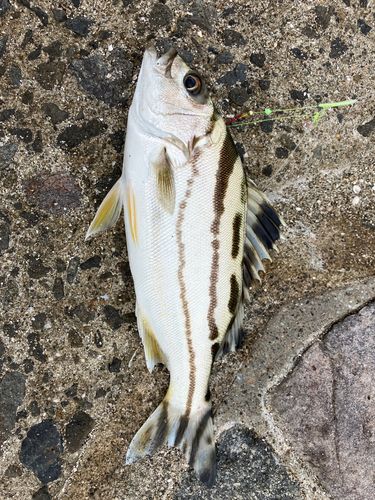 コトヒキの釣果