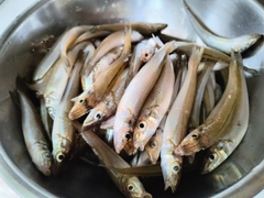 シロギスの釣果