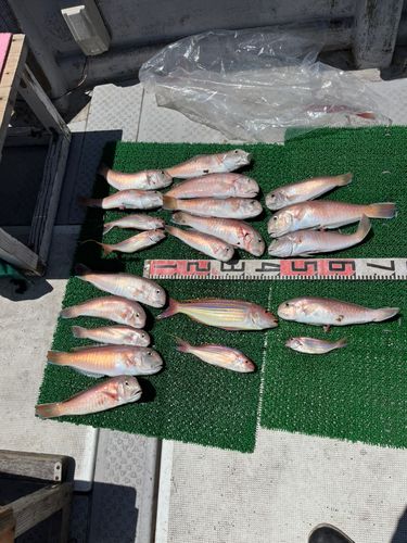 シロアマダイの釣果