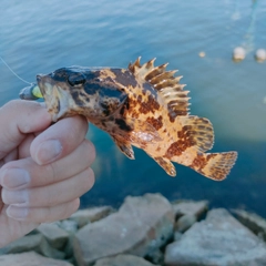 タケノコメバルの釣果