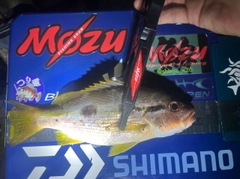 ヨコスジフエダイの釣果