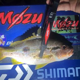 ヨコスジフエダイ