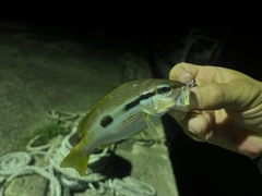 ヨコスジフエダイの釣果