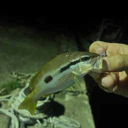 ヨコスジフエダイ