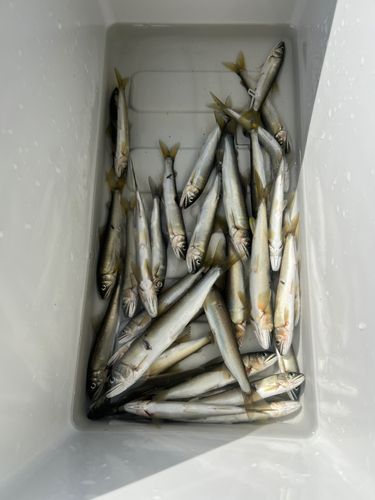 アユの釣果
