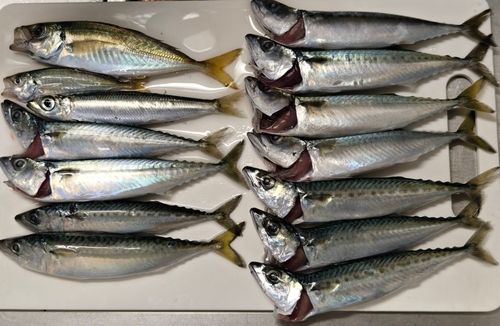 マアジの釣果