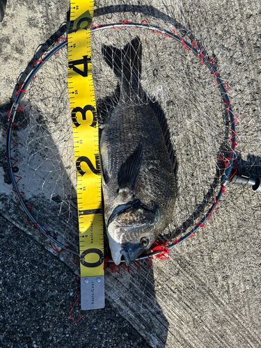 チヌの釣果