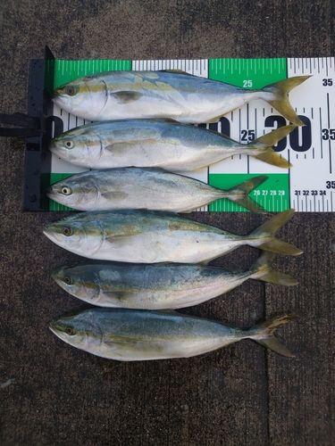 ワカシの釣果