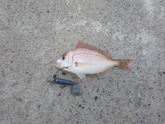 タイの釣果