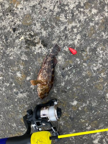 アラカブの釣果
