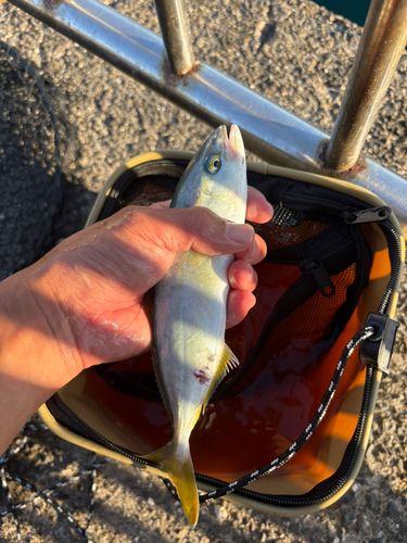 ワカナゴの釣果