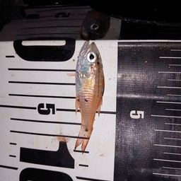 ネンブツダイ