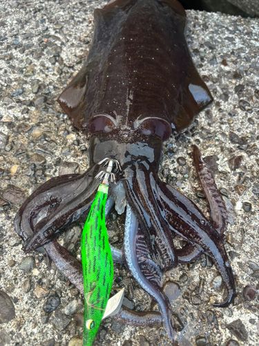アオリイカの釣果