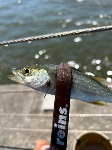 セイゴ（マルスズキ）の釣果