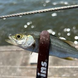 セイゴ（マルスズキ）