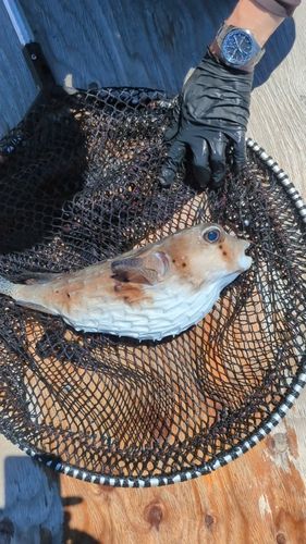 イシガキフグの釣果