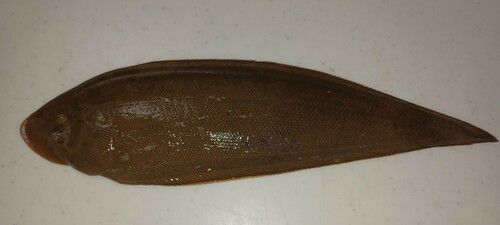 シタビラメの釣果