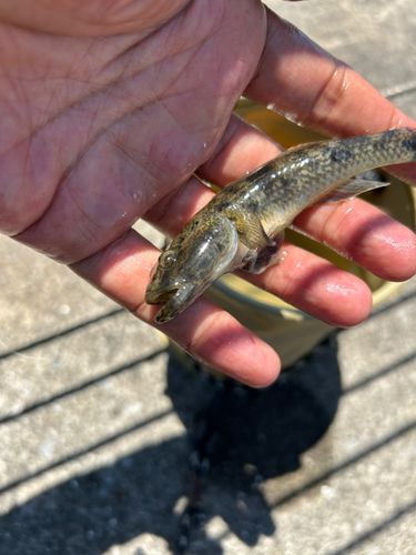 ウロハゼの釣果
